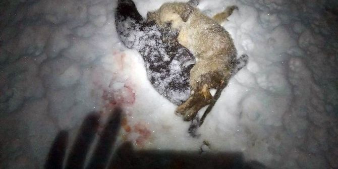 Soğuk Hava Sokak Hayvanlarının Ölümüne Neden Oldu