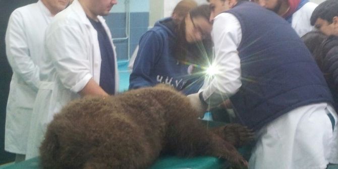 Kamyonun Çarptığı Yavru Ayı Hayata Tutunamadı