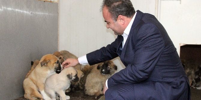 Sokak Hayvanlarına Sıcak Yuva