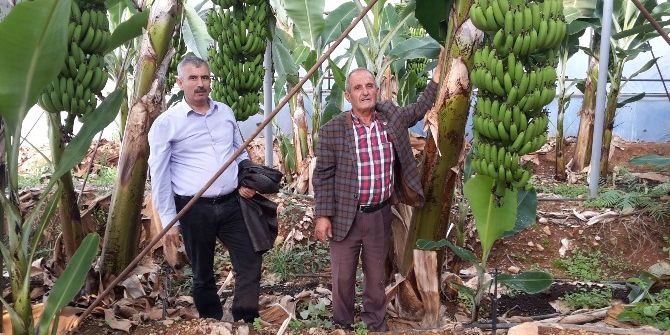 Plastik Sera Projesi Gazipaşa’daki Muz Üreticilerinin Yüzünü Güldürüyor