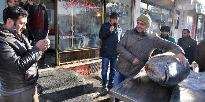 Kars’ta 250 Kiloluk Dev Orkinos İlgi Odağı Oldu