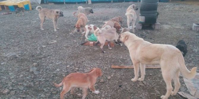 Sokak Köpeklerini Toplayarak Kendi Yaptığı Barınakta Besliyor