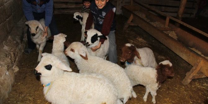 Aksaray’da Koyunlar Kuzulama Dönemine Başladı