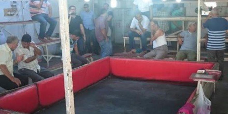 Horoz Dövüşüne Polis Baskını