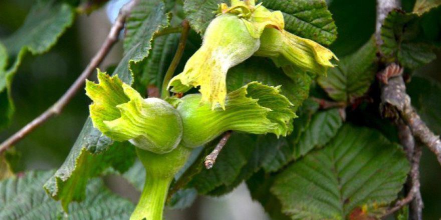 Giresun’un İlçeleri İle Birlikte Fındık Rekoltesi 54 Bin Ton Olarak Belirlendi