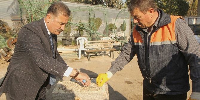 Toroslar Belediyesi, İstiridye Mantarı Üretimine Başladı
