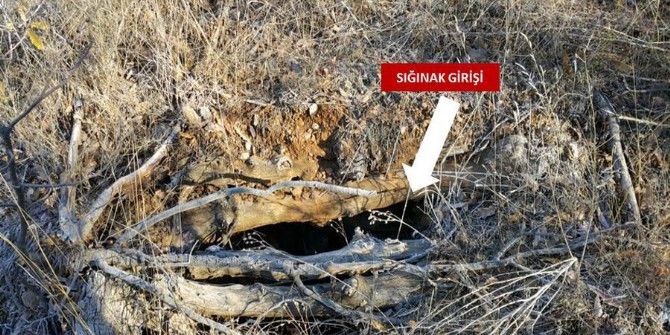 Sehi Ormanlarında Terör Operasyonu