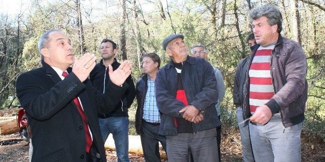 Marmaris’te Kabuk Böceği Alarmı