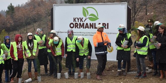 Karabük Kyk Ormanları Yeşeriyor