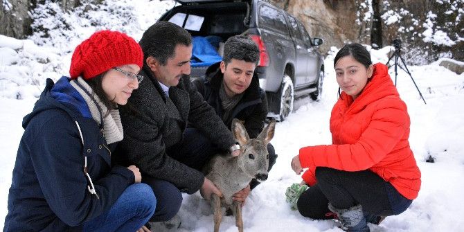 Gümüşhane’de Tedavi Edilen Karaca Doğaya Bırakıldı
