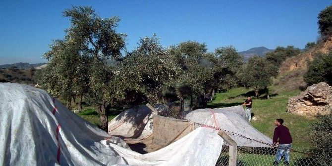 Aydınlı Zeytinciler Gece Domuz Nöbetine Başladı