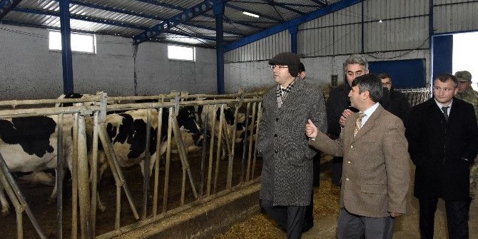 Vali Memiş, Şiran’da Mandıraları Gezdi