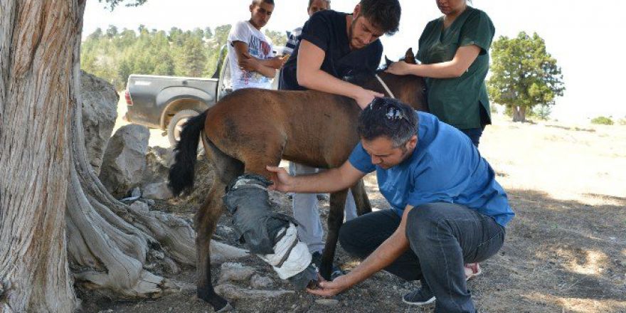 Yaralı At Yavrusuna İlk Müdahale Konyaaltı Belediyesi’nden