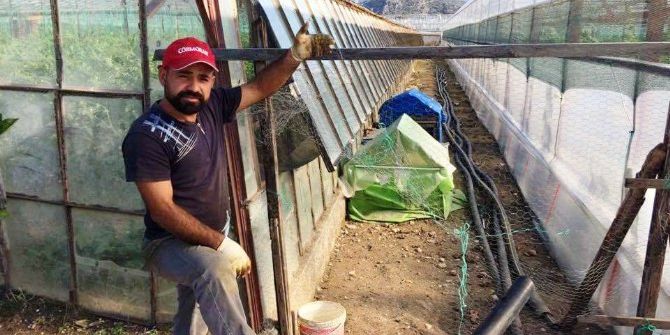 Kümese Giren Hırsızlar 26 Tavuk İle 3 Horozu Çaldı