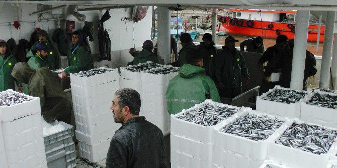 Karadeniz’de Hamsi Bereketi