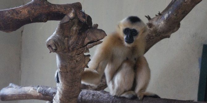 Türkiye’nin İlk Beyaz Yanaklı Gibbon Çifti Darıca’da Buluştu