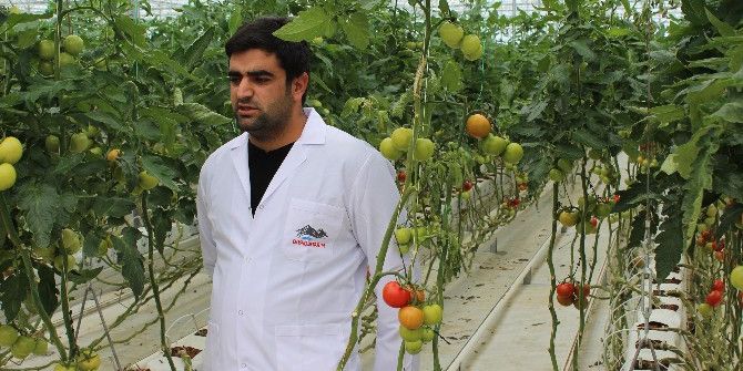 Eksi 40 Derecede Domates Üretiliyor