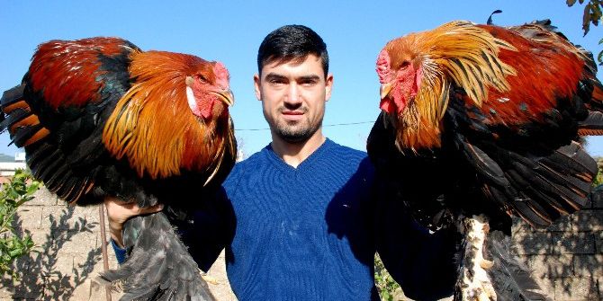 Kickboks Şampiyonu Horozunu Da Şampiyonluğa Hazırlıyor