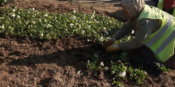 Hatay’da Yeşil Alanlara Mevsimlik Çiçek