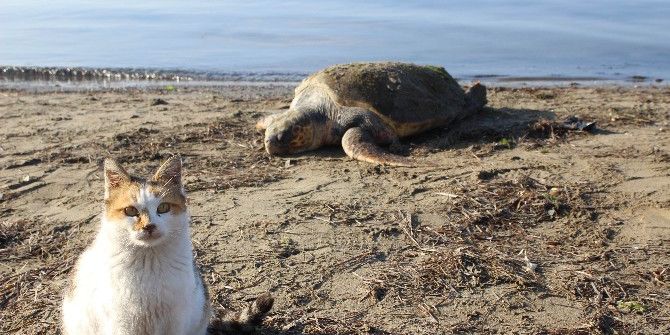 Çanakkale’de Sahile Ölü Caretta Caretta Vurdu