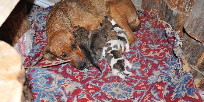 Minik Yavrulara Sahip Çıktı