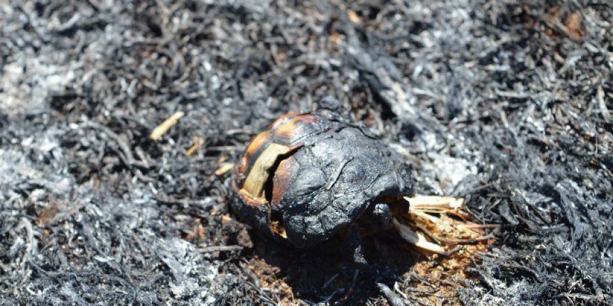 Anız Yangınında Yavru Kablumbağa Telef Oldu