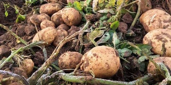 Patateste Yüzde Elli Düşüş Var, Fiyatlar Yükselebilir