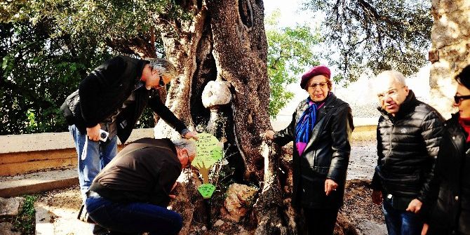 650 Yıllık Zeytin Ağacına Plaket Takıldı