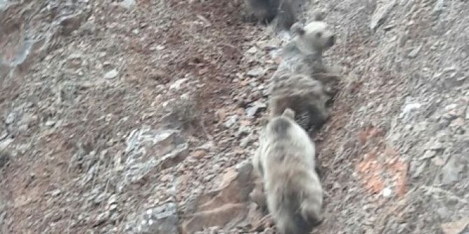 Ovacık’ta Boz Ayılar Görüntülendi