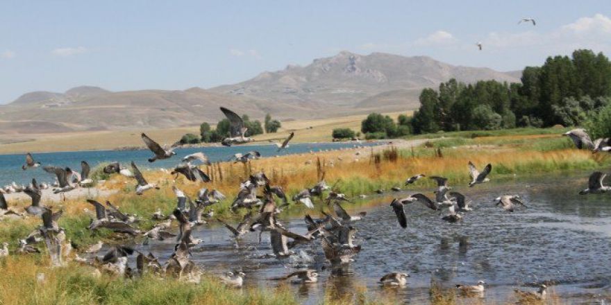 Van’da Kuş Ölümleri