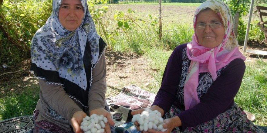 Samsun’da İpek Böceği Yetiştiriciliği Artıyor
