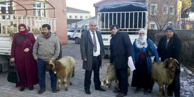 Genç Bayan Çiftçilere Küçükbaş Hayvan Desteği
