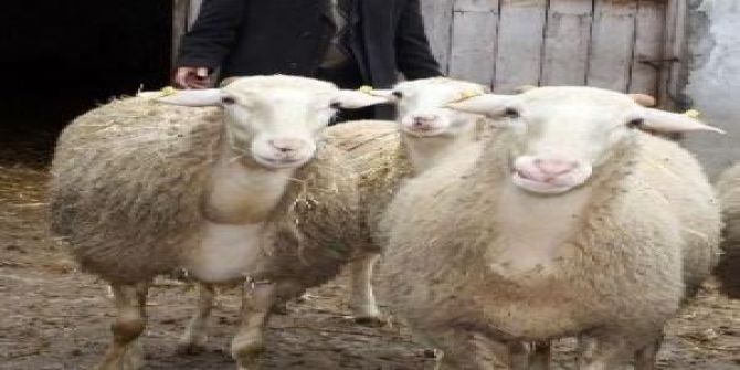 Kıvırcık Koyun Irkının Halk Elinde Islahı Projesi’ne Destek Ödemesi