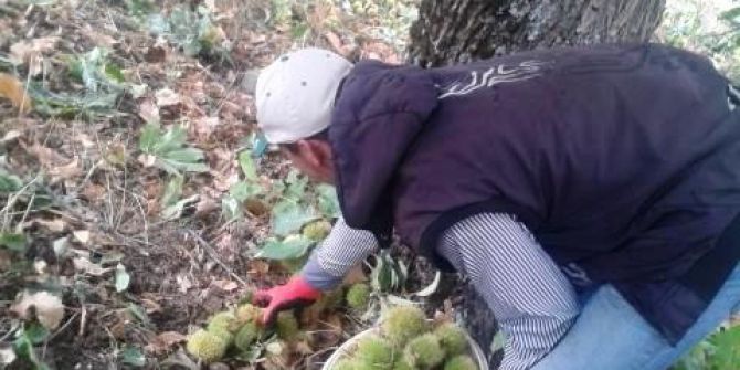 Ödemiş Kestaneleri 10 Liradan En Çok İtalya’ya İhraç Ediliyor