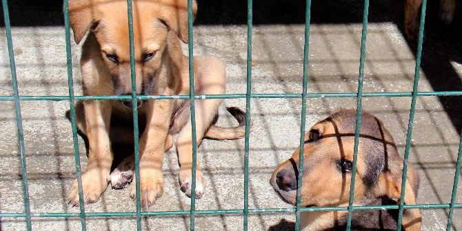 169 Sokak Hayvanına Sıcak Yuva