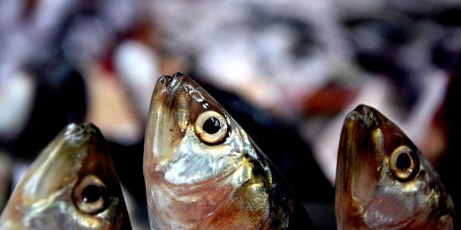 Hamsi Fiyatları Dalgalanıyor