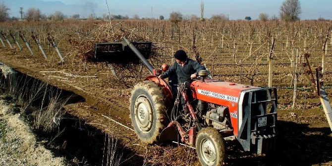 Çekirdeksiz Üzümde Budama Çalışmaları Başladı