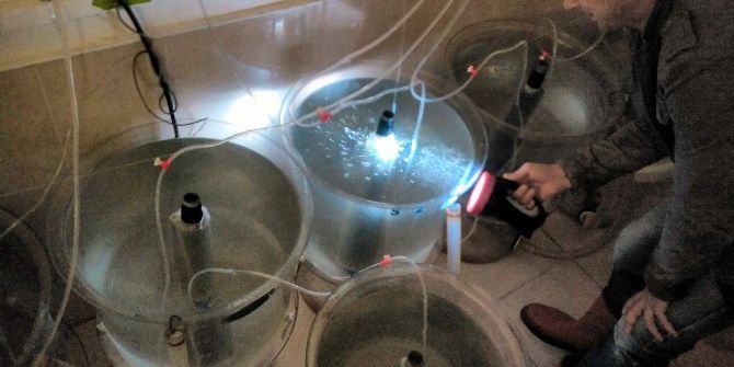 Kırlangıç Balığı İle İlgili Yürütülen Proje Meyvelerini Vermeye Başladı