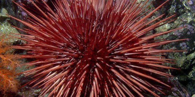 “Deniz Kestanesi” Aqua Vega’da Ziyaretçileriyle Buluşuyor