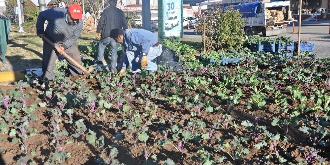 Gölbaşı İlçesinde Kışlık Çiçek Dikimi Başladı