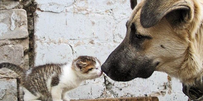 Sokak Hayvanlarını Rehabilite Çalışmaları Sürüyor