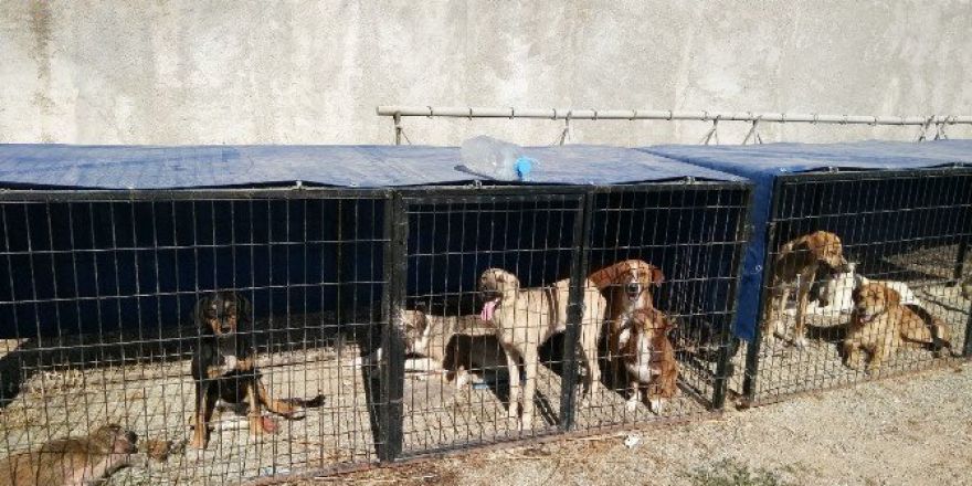 Hisarcık Belediyesi Sokak Köpeklerine Sahip Çıktı