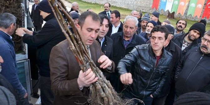 Çiftçilere Ceviz Fidanı Dağıtıldı