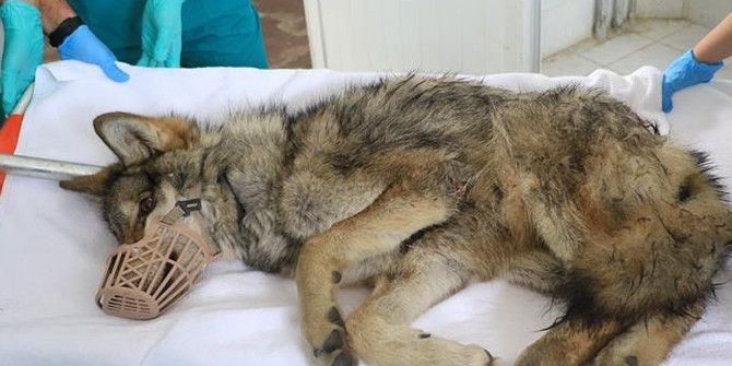 Otomobilin Çarptığı Kurt Tedaviye Alındı