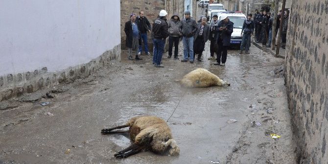 Üzerine Elektrik Teli Düşen 2 Koyun Telef Oldu