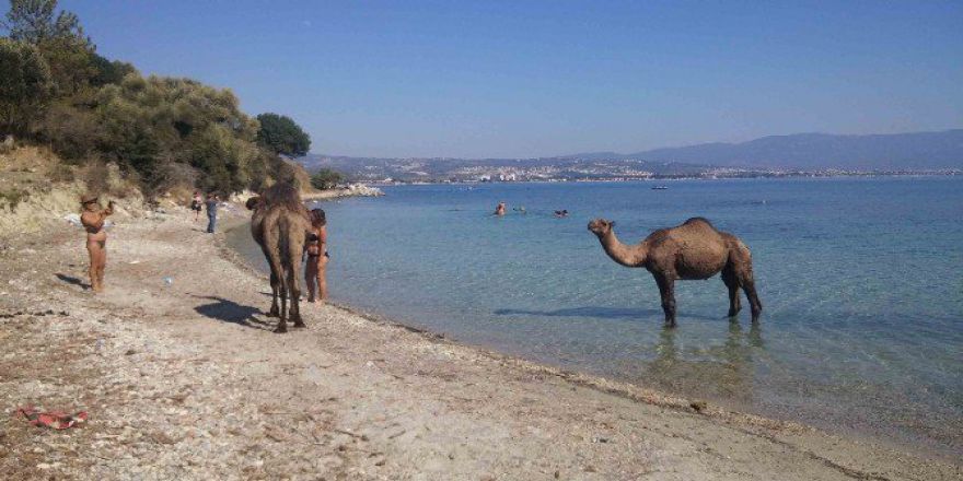 Kuşadası’ndaki Eski Çıplaklar Kampı Develere Emanet