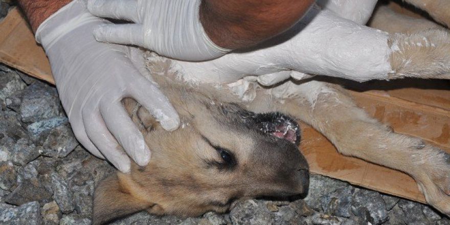 Ayağı Kırılan Köpeği Ortopedi Çalışanı Tedavi Etti