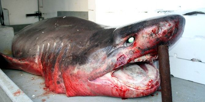 Çinekop Ağına Dev Köpek Balığı Takıldı