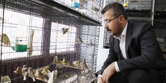 Ağır Ceza Avukatı Stresini, Beslediği 400 Kanaryayla Atıyor