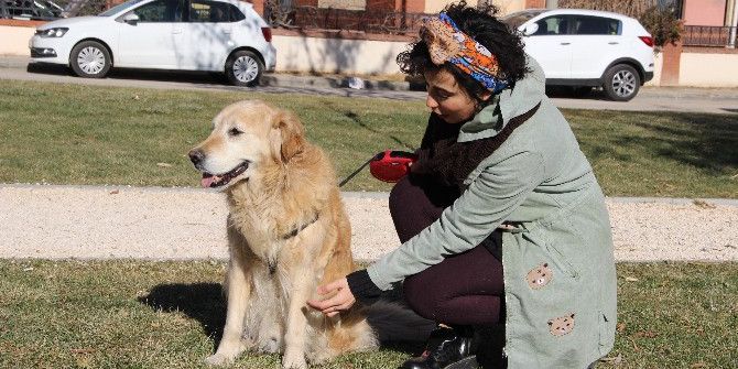 Paralı Değil Mamalı Konser
